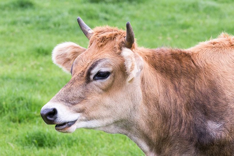 Portret van bruine koe met hoorns. van Ben Schonewille