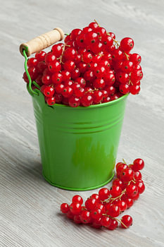 Grüner Metalleimer mit reifen roten Johannisbeeren
