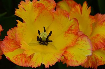 Yellow Tulip with a red border von Marcel van Duinen