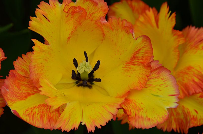 Gele Tulp met rood randje van Marcel van Duinen