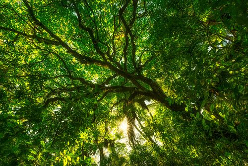 Whakarewarewa Forest bei Rotorua (Neuseeland)