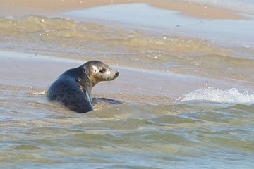 Grijze Zeehond van Art Wittingen