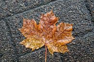 Farbenfrohe Herbstblätter auf dem Boden von MPfoto71 Miniaturansicht