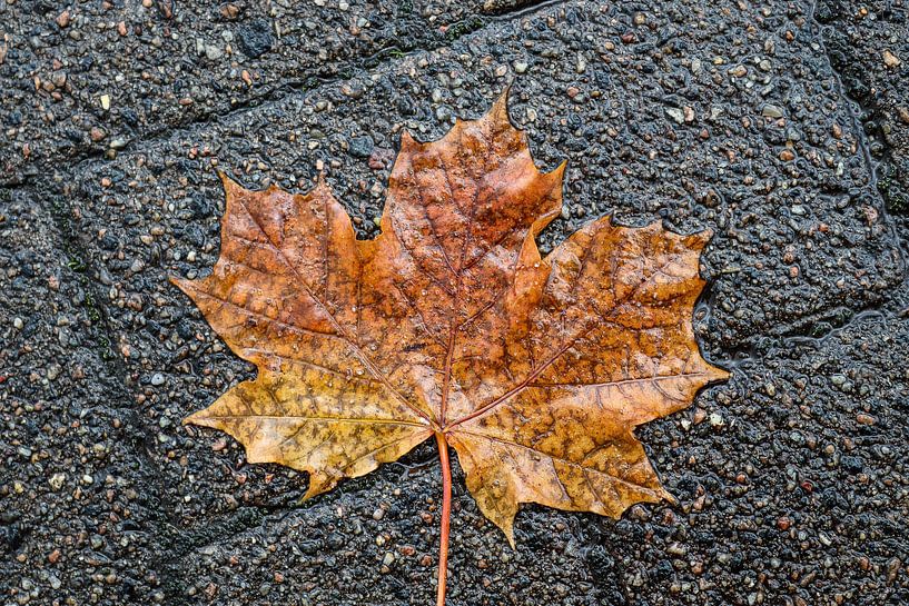 Farbenfrohe Herbstblätter auf dem Boden von MPfoto71