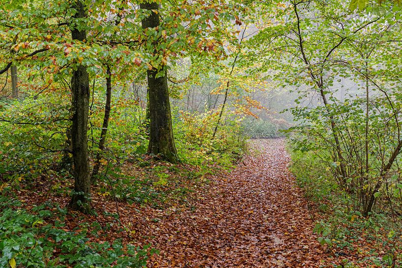 L'automne sous la pluie par Colico
