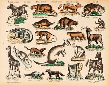 Antique educational plate with wild animals by Studio Wunderkammer