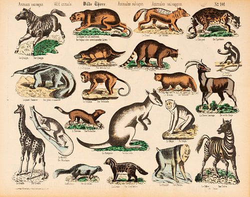 Antieke educatieve plaat met wilde dieren