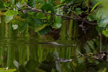 Couleuvre à bosse dans la nature. sur Brian Morgan