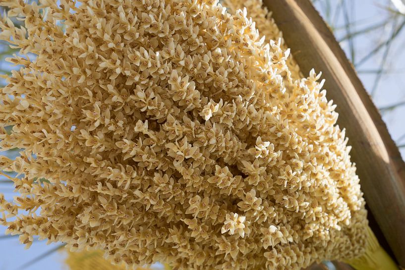 Fleurs de palmier dattier et lumière du soleil au printemps par Adriana Mueller