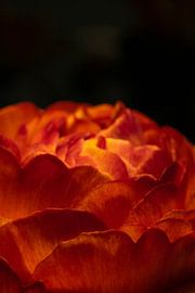 orange ranunculus by Aan Kant