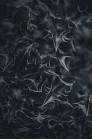 Nature in Detail #6