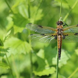 Quatre taches sur Matthias Brix