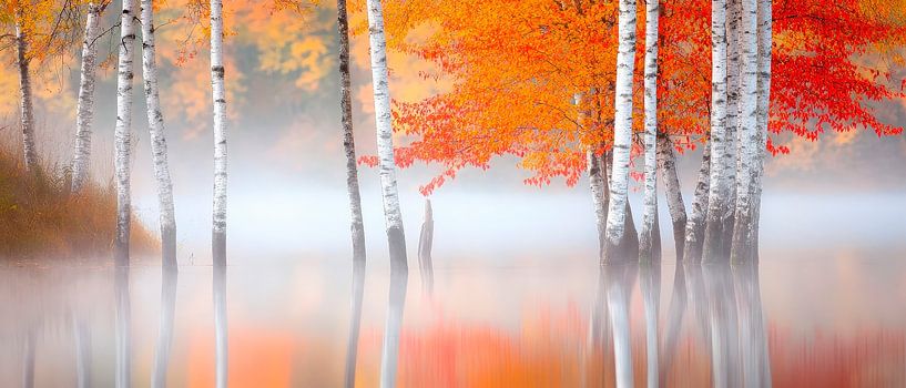 Bäume im Herbstnebel – Sanfte Farben von Poster Art Shop