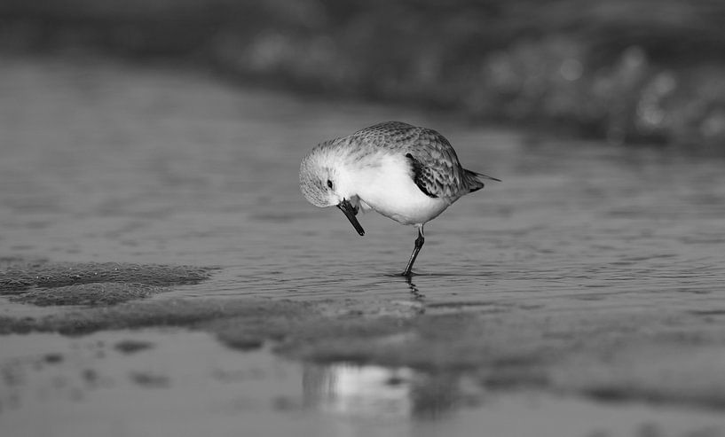 Sanderling by Wim de Meester