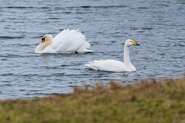 WIlde Swan by Merijn Loch