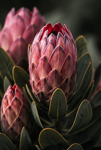 Royal Protea