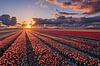 Zonsondergang boven de tulpenvelden in Flevoland van Fotografie Ronald thumbnail