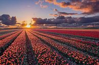 Coucher de soleil sur les champs de tulipes à Flevoland par Fotografie Ronald Aperçu
