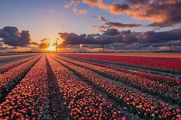 Sonnenuntergang über den Tulpenfeldern in Flevoland