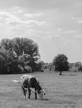 Hereford Koe Grazend in Zonnige Herfstwei in zwart wit van Triki Photography