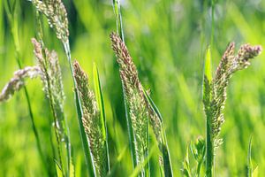 Grassprieten in de lente