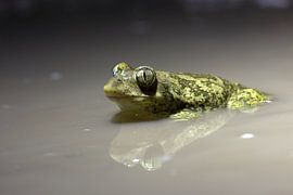 Syrische Knoblauchkröte in Bulgarien von Ronald Wilfred Jansen