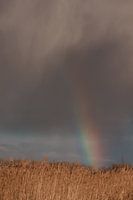 Regenboog. Dreigende lucht. Riet. Landschap. Fine art fotografie.