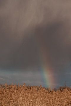 Arc-en-ciel. Ciel menaçant. Des roseaux. Paysage. Photographie d'art.