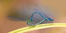 K A M A S U T R A sur Thomas Herzog