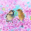 Spatzenpärchen zwischen rosa Kirschblüten von Karen Kaspar