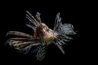 lionfish by Bart Berendsen thumbnail