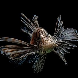 lionfish by Bart Berendsen