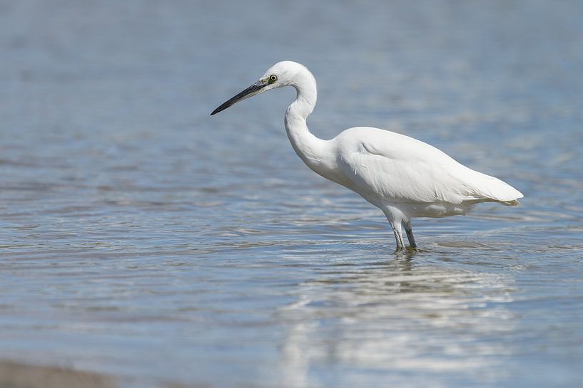 Kleine zilverreiger van Dennis Schaefer
