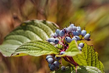 Dogwood sur Rob Boon