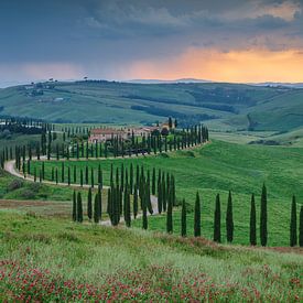 Avenue des cyprès en Toscane sur Menno Schaefer