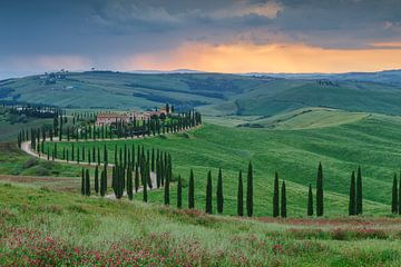 Avenue des cyprès en Toscane sur Menno Schaefer