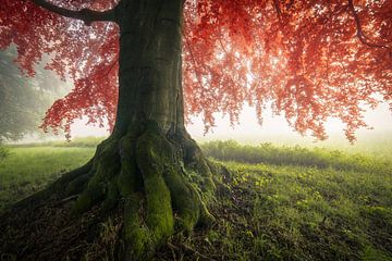 Autumn is coming by Edwin Mooijaart