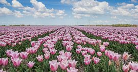 Rosa Tulpen in einem Blumenzwiebelfeld im Noordoostpolder von Marc Venema
