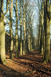 Vertical by Chris Gottenbos