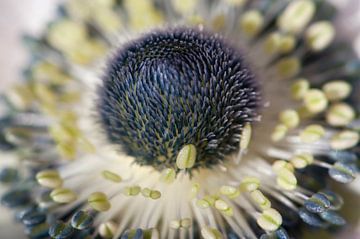 Yellow and blue detail of an Anemone by Margot van den Berg
