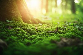 Vue moussue de la forêt sur Poster Art Shop