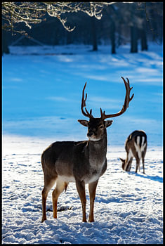 Hirsche im Winter bei Het Loo, Apeldoorn