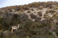 Hert in de duinen van Yanuschka Fotografie | Noordwijk thumbnail