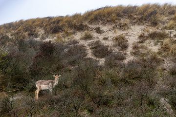 Hert in de duinen van Yanuschka Fotografie | Noordwijk