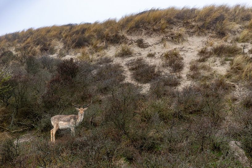 Wildtiere von Yanuschka Fotografie | Noordwijk