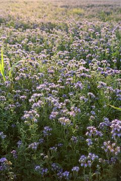 Viooltjes phacelia, phacelia, bijenvriend, tufted beauty van Karina Gebert