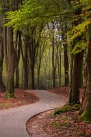 Speulderbos, Gelderland, the Netherlands - October 23, 2019 : Bicycle path through the forest in aut