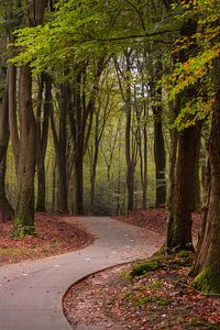 Speulderbos, Gelderland, Niederlande - 23. Oktober 2019 : Fahrradweg durch den Wald im Herbst