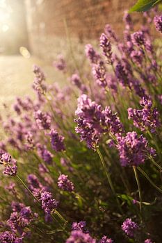 Valeurs de paysage de rue