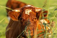 Curious cow